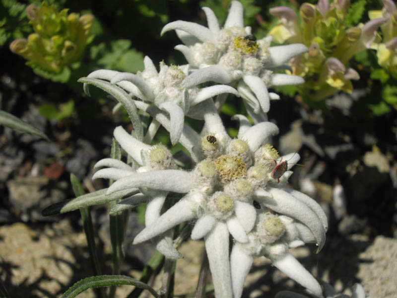 Leontopodium alpinum photo